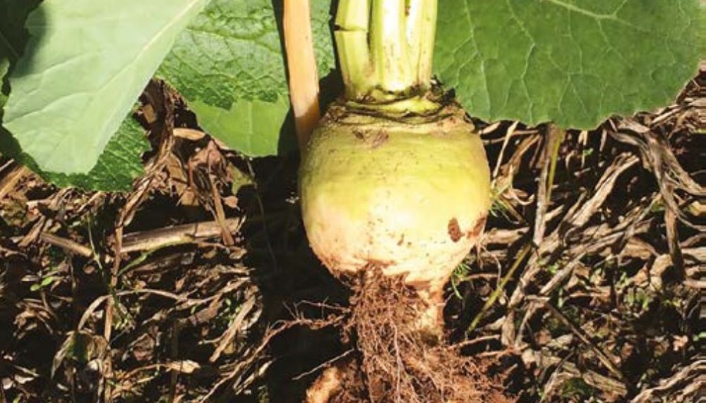 Clubroot symptoms in turnip